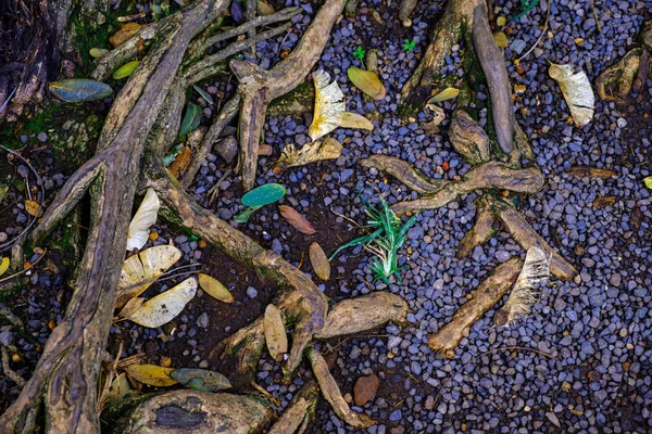 Kamienie Ziemi Korzeniami Drzewa Rosnące Ogrodzie Botanicznym Teneryfa Wyspy Kanaryjskie — Zdjęcie stockowe