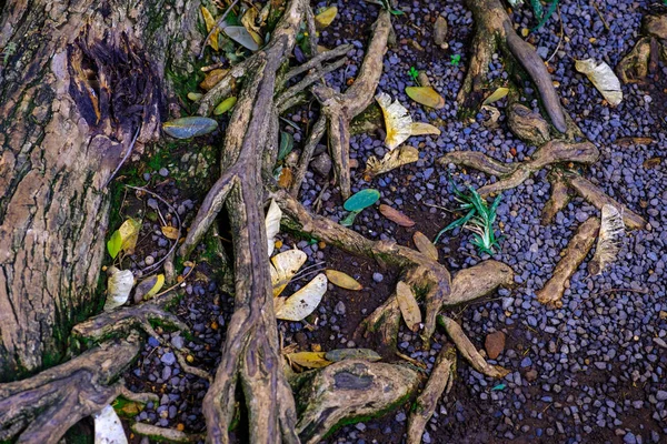 Pietre Terra Con Radici Arboree Che Crescono Nell Orto Botanico — Foto Stock