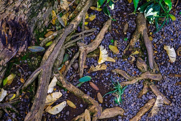 Piedras Tierra Con Raíces Arbóreas Que Crecen Jardín Botánico Tenerife —  Fotos de Stock