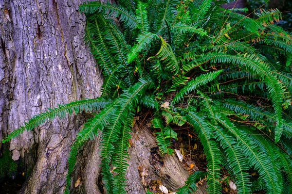 Tropikalne Paproci Rosnących Ogrodzie Botanicznym Pnia Drzewa Teneryfa Wyspy Kanaryjskie — Zdjęcie stockowe