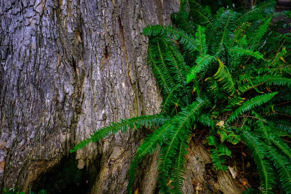 テネリフェ島のカナリア諸島にあるツリー トランク植物園で育つ熱帯シダ — ストック写真