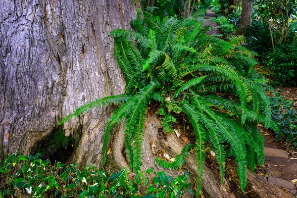 テネリフェ島のカナリア諸島にあるツリー トランク植物園で育つ熱帯シダ — ストック写真