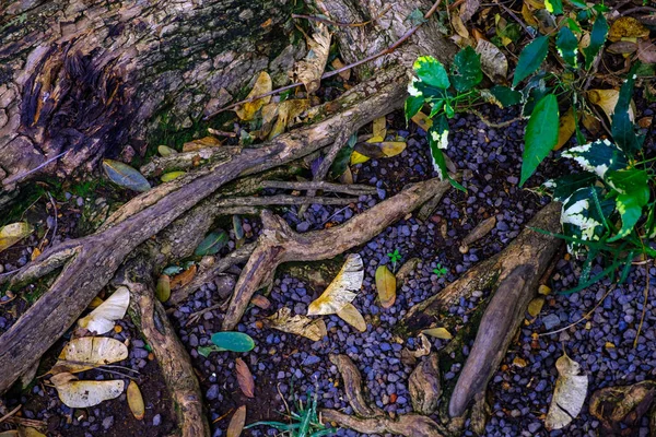 Piedras Tierra Con Raíces Arbóreas Que Crecen Jardín Botánico Tenerife — Foto de Stock