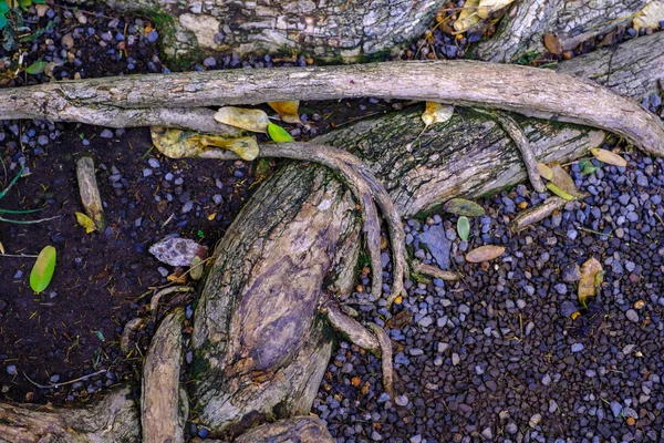 テネリフェ島のカナリア諸島にあるボタニカル ガーデンに成長している木の根で地面に石 — ストック写真