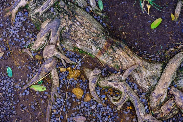 テネリフェ島のカナリア諸島にあるボタニカル ガーデンに成長している木の根で地面に石 — ストック写真