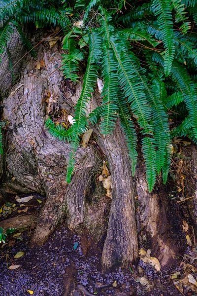 Τροπικά Φτέρες Αυξάνεται Κορμό Δέντρου Βοτανικό Κήπο Στην Τενερίφη Κανάριοι — Φωτογραφία Αρχείου