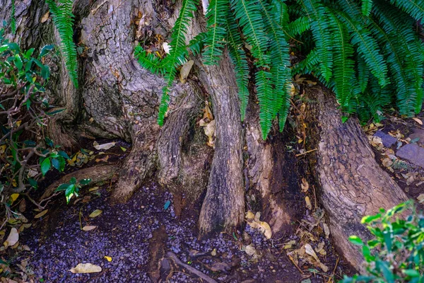 Tropikalne Paproci Rosnących Ogrodzie Botanicznym Pnia Drzewa Teneryfa Wyspy Kanaryjskie — Zdjęcie stockowe