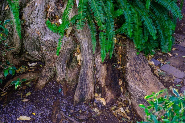 Samambaias Tropicais Crescendo Árvore Tronco Jardim Botânico Tenerife Ilhas Canárias — Fotografia de Stock