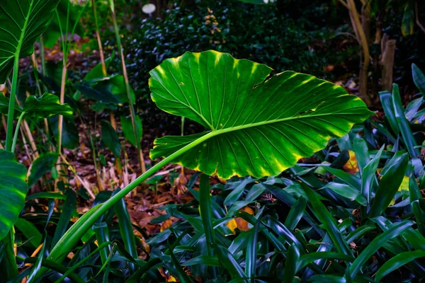 Grandi Foglie Verdi Piante Tropicali Che Crescono Giardino Botanico Tenerife — Foto Stock