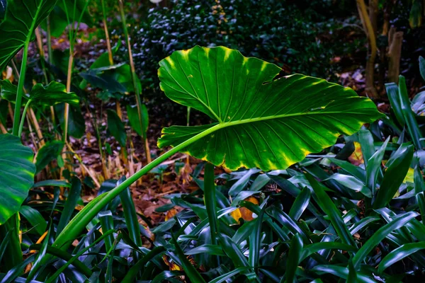 Grandes Folhas Verdes Plantas Tropicais Crescendo Jardim Botânico Tenerife Ilhas — Fotografia de Stock