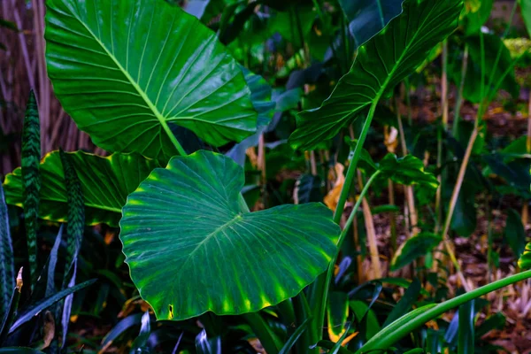 加那利群岛特内里费岛植物园生长的热带植物的大绿叶 — 图库照片