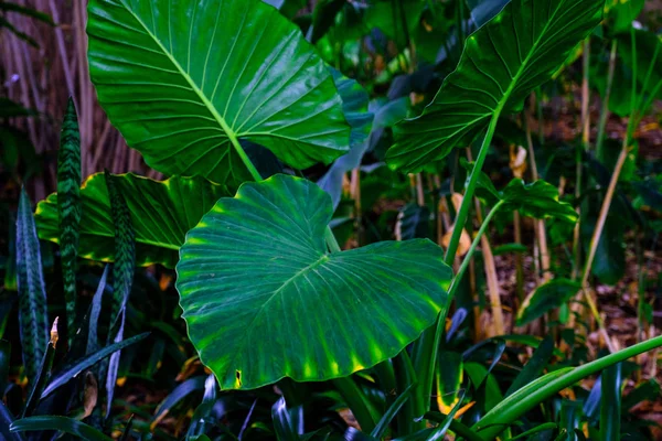 Великий Зелений Листя Тропічних Рослин Які Ростуть Ботанічному Саду Тенеріфе — стокове фото