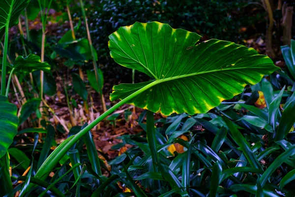 Grote Groene Bladeren Van Tropische Planten Groeien Botanische Tuin Tenerife — Stockfoto