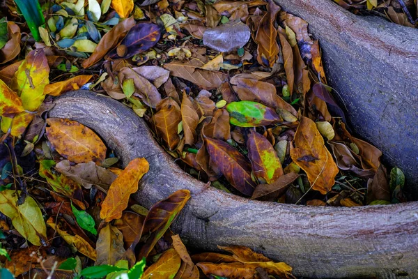 Tropikalnych Korzeni Liści Roślin Piętrze Wrastanie Ogrodzie Botanicznym Teneryfa Wyspy — Zdjęcie stockowe