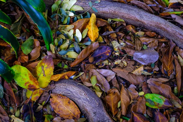 Raízes Tropicais Folhas Plantas Chão Enraizando Jardim Botânico Tenerife Ilhas — Fotografia de Stock