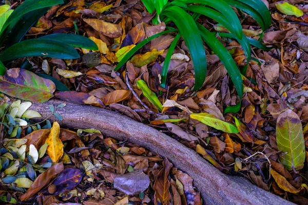 熱帯の根や葉 カナリア諸島のテネリフェ島にある植物園で伸びる植物 — ストック写真