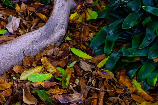 Tropische Wortels Bladeren Planten Verdieping Ingroeiende Botanische Tuin Tenerife Canarische — Stockfoto