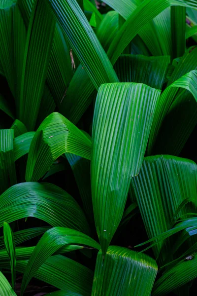 Folhas Plantas Tropicais Crescendo Jardim Botânico Tenerife Ilhas Canárias — Fotografia de Stock