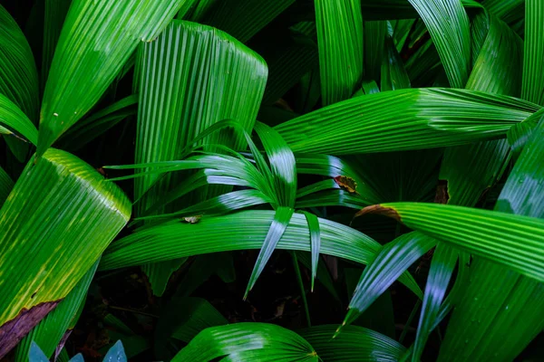 Φύλλα Τροπικό Φυτό Αυξάνεται Βοτανικό Κήπο Στην Τενερίφη Κανάριοι Νήσοι — Φωτογραφία Αρχείου