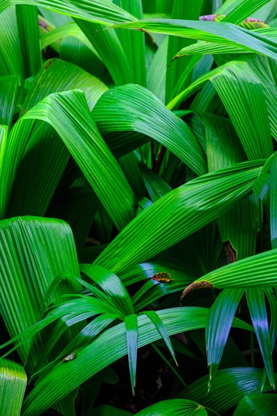 Folhas Plantas Tropicais Crescendo Jardim Botânico Tenerife Ilhas Canárias — Fotografia de Stock