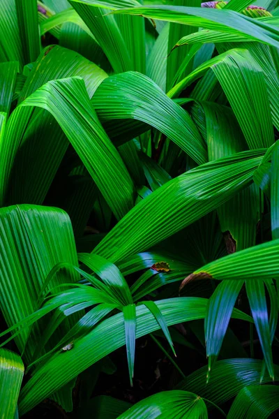 Blätter Tropischer Pflanzen Wachsen Botanischen Garten Auf Teneriffa Kanarische Inseln — Stockfoto