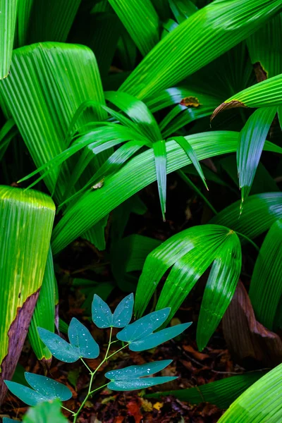 Plantas Tropicais Crescendo Jardim Botânico Tenerife Ilhas Canárias — Fotografia de Stock