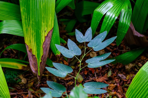 テネリフェ島のカナリア諸島にある植物園の熱帯植物 — ストック写真