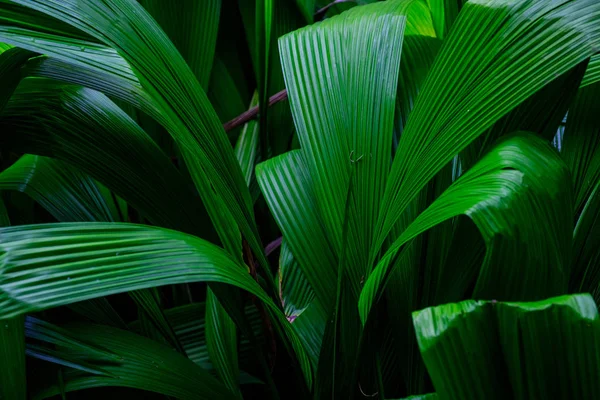 Plantas Tropicais Crescimento Jardim Botânico Tenerife Ilhas Canárias — Fotografia de Stock