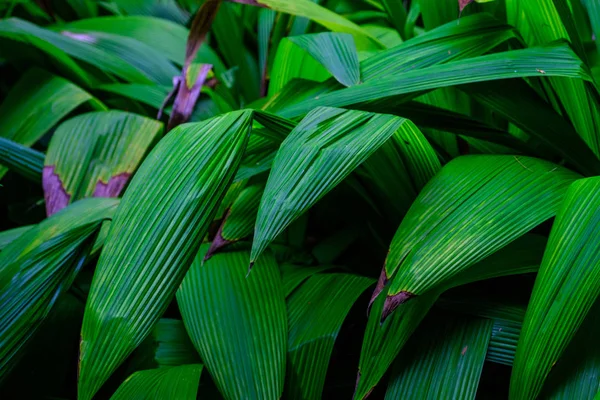 Plantas Tropicais Crescimento Jardim Botânico Tenerife Ilhas Canárias — Fotografia de Stock
