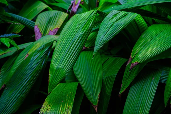Тропічний Ботанічний Сад Тенеріфе Канарські Острови Рослинництва — стокове фото
