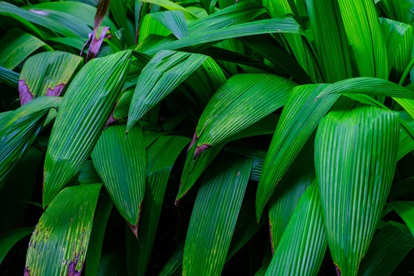 Plantas Tropicais Crescimento Jardim Botânico Tenerife Ilhas Canárias — Fotografia de Stock