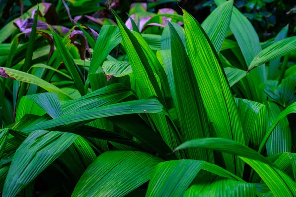 Тропические Растения Растущие Ботанический Сад Тенерифе Канарские Острова — стоковое фото