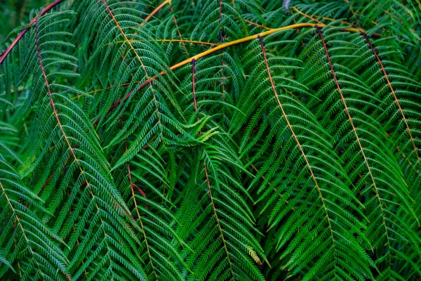 Větve Listy Zelené Tropické Kapradiny Pěstování Botanické Zahradě Tenerife Kanárské — Stock fotografie