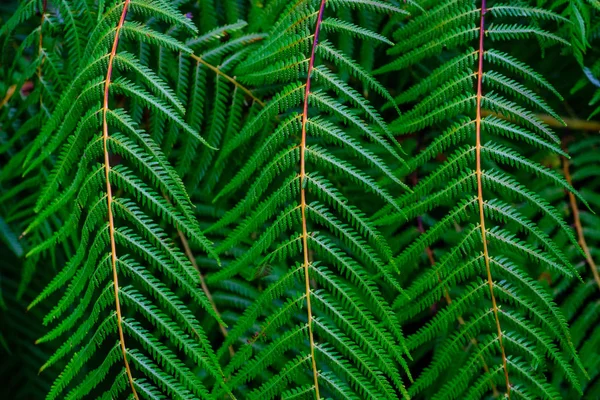 カナリア諸島のテネリフェ島にある植物園で成長して緑の熱帯シダの葉 — ストック写真