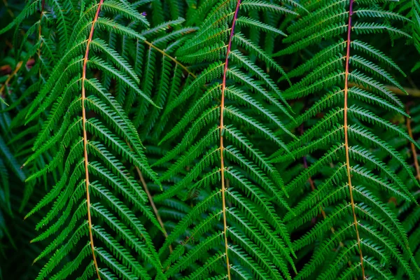 カナリア諸島のテネリフェ島にある植物園で成長して緑の熱帯シダの葉 — ストック写真