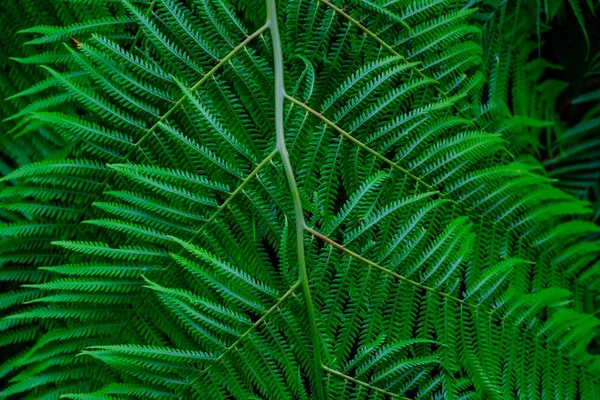 カナリア諸島のテネリフェ島にある植物園で成長して緑の熱帯シダの葉 — ストック写真