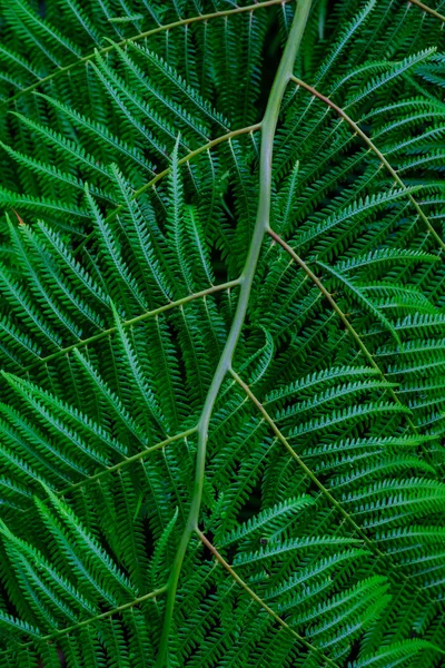 カナリア諸島のテネリフェ島にある植物園で成長して緑の熱帯シダの葉 — ストック写真