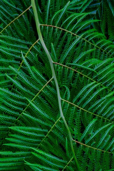 Ramas Hojas Helecho Tropical Verde Que Crecen Jardín Botánico Tenerife — Foto de Stock