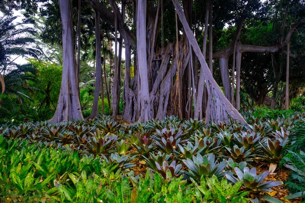 Jardines Botánicos Árboles Tropicales Tenerife Islas Canarias —  Fotos de Stock