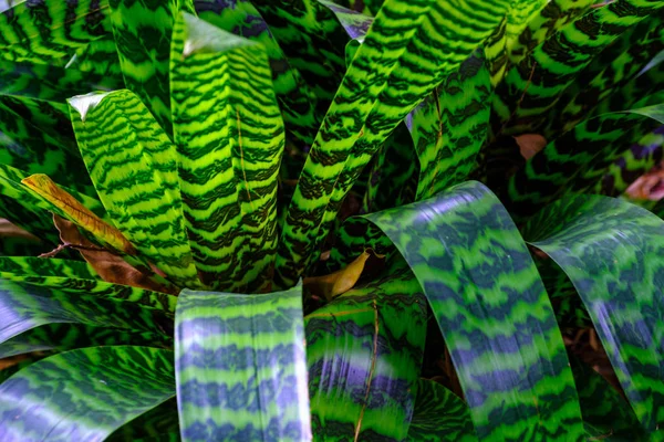 Plante Tropicale Cultivée Dans Jardin Botanique Tenerife Îles Canaries — Photo