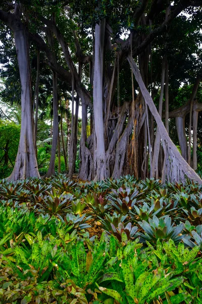 Jardines Botánicos Árboles Tropicales Tenerife Islas Canarias —  Fotos de Stock