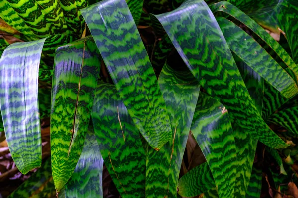 Pianta Tropicale Che Cresce Nell Orto Botanico Tenerife Isole Canarie — Foto Stock