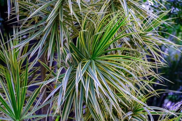 在加那利群岛特内里费岛植物园生长的热带植物 — 图库照片