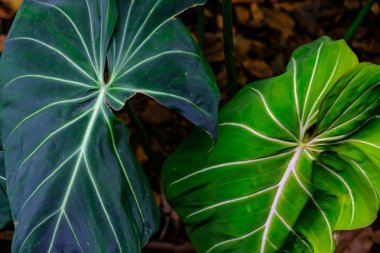 Tenerife, Kanarya Adaları, Botanik bahçesinde büyüyen tropikal yeşil bitki