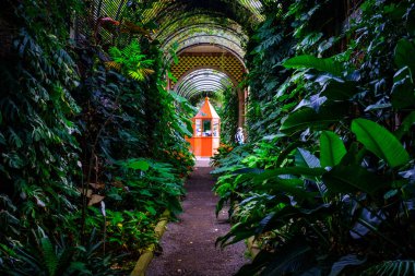 Botanik Bahçe Tenerife, Kanarya Adaları, tropik bitkiler ile doğal tünel