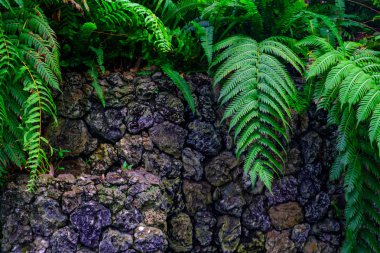 Botanik Bahçesi Tenerife, Kanarya Adaları, tropik bitkiler taş duvar