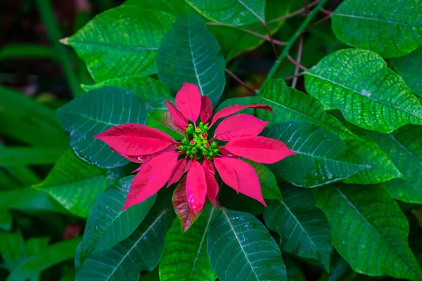Planta Tropical Con Hojas Verdes Flor Roja Creciendo Jardín Botánico —  Fotos de Stock