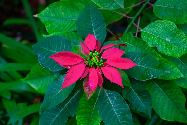 Planta Tropical Con Hojas Verdes Flor Roja Creciendo Jardín Botánico —  Fotos de Stock