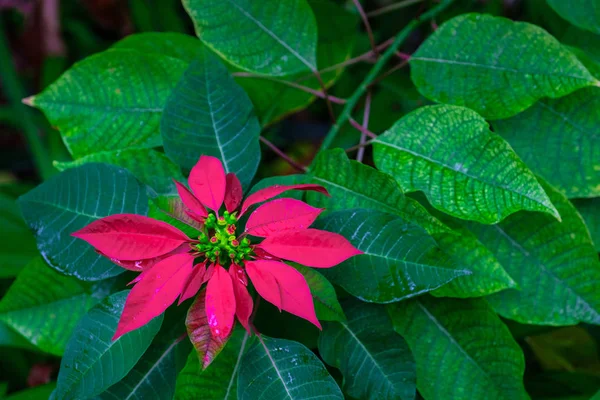 Planta Tropical Con Hojas Verdes Flor Roja Creciendo Jardín Botánico —  Fotos de Stock