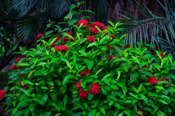 Τροπικά Φυτά Κόκκινα Λουλούδια Που Αυξάνεται Βοτανικό Κήπο Στην Τενερίφη — Φωτογραφία Αρχείου